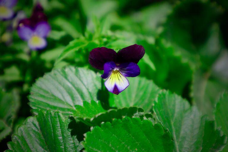 a purple flower on a plant