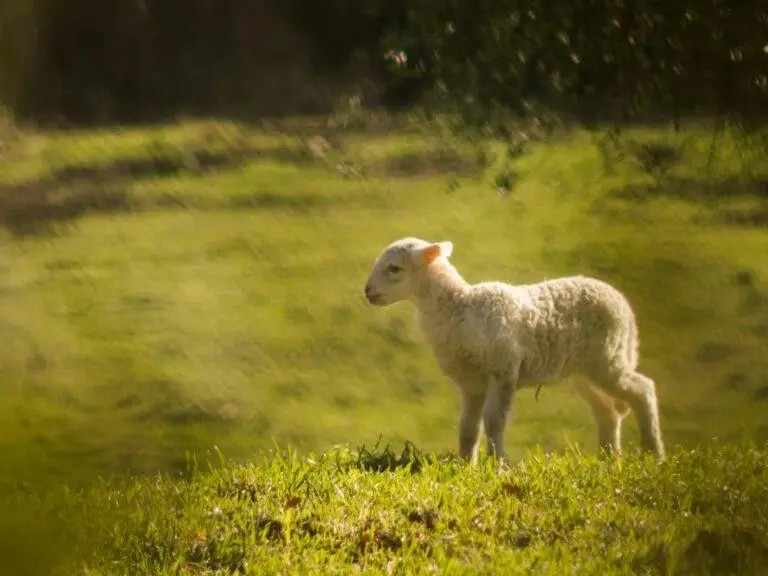 white lamb on green grassland during daytime